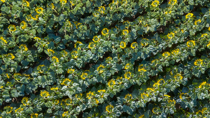 Poster - Drone view of a sunflower field in the Loire Valley Chinon France