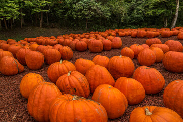 huge pumpkins at a pumpkin farm