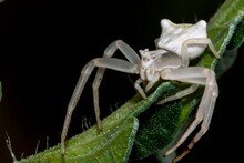 Specimen Of White Crab Spider - Thomisus Onustus Thomisidae