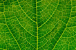 © Kondor83 - Leaf veins texture