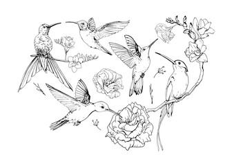 Set of hand drawn Hummingbirds or Trochilidae for your design, greeting cards, posters. Collection of sketch style exotic birds and flowers isolated on white background. Vector realistic illustration.