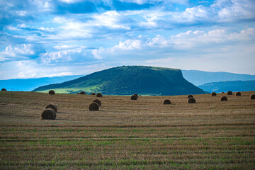 Poster - Summer  landscape in the morning