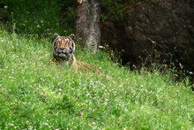 Huge Tiger Lying On Grass In Colorful Jungle Near Trees With Small Leaves In Sunlight