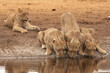 Group of wild lionesses drinking water from pond in savanna in Savuti in Botswana