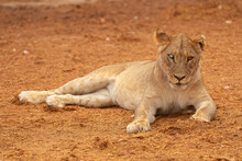 Full Body Of Magnificent Wild Lioness Lying On Dry Ground And Looking At Camera In Savuti Area In Botswana