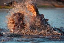 Closeup Of Wild Aggressive Hippos Fighting Heavily In Water Of Chobe River In Botswana In Africa