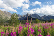 © madredus - View of the Tatras mountains and colorful flowers in Gasienicowa valley.