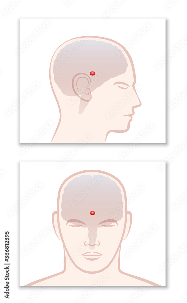 PINEAL GLAND or THIRD EYE. Lateral and frontal view with position in the human brain. Isolated vector graphic illustration on white background.
 - obrazy, fototapety, plakaty 
