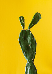 funny cactus on the color background