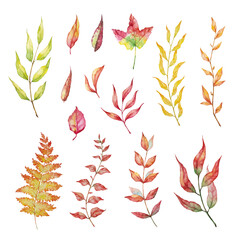 Wall Mural - Vector Set of red autumn watercolor leaves and branches. Collection garden, wild foliage.