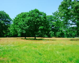 Wall Mural - Golden fescue grass field and green trees