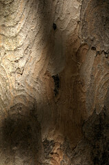 Wall Mural - Abstract patterns on maple bark formed by light and shadow on whorled ridges