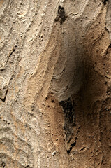 Wall Mural - Abstract patterns on maple bark formed by light and shadow on whorled ridges