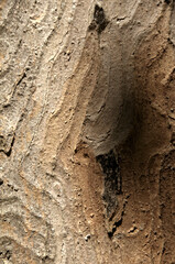Wall Mural - Abstract patterns on maple bark formed by light and shadow on whorled ridges