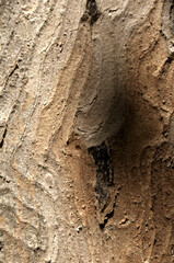 Wall Mural - Abstract patterns on maple bark formed by light and shadow on whorled ridges