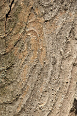 Wall Mural - Abstract patterns on maple bark formed by light and shadow on whorled ridges