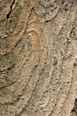 Wall Mural - Abstract patterns on maple bark formed by light and shadow on whorled ridges