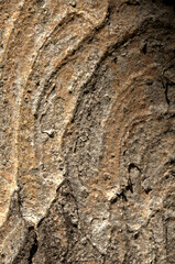 Wall Mural - Abstract patterns on maple bark formed by light and shadow on whorled ridges