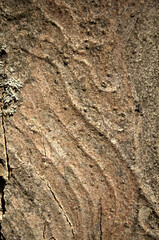 Wall Mural - Abstract patterns on maple bark formed by light and shadow on whorled ridges