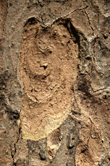 Wall Mural - Abstract patterns on maple bark formed by light and shadow on whorled ridges