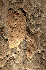 Wall Mural - Abstract patterns on maple bark formed by light and shadow on whorled ridges