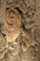 Wall Mural - Abstract patterns on maple bark formed by light and shadow on whorled ridges