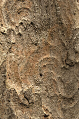 Wall Mural - Abstract patterns on maple bark formed by light and shadow on whorled ridges