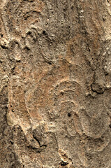 Wall Mural - Abstract patterns on maple bark formed by light and shadow on whorled ridges