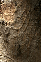 Wall Mural - Abstract patterns on maple bark formed by light and shadow on whorled ridges