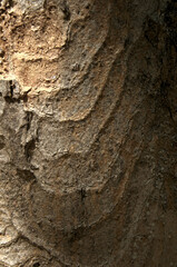 Wall Mural - Abstract patterns on maple bark formed by light and shadow on whorled ridges