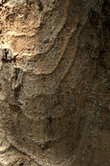 Wall Mural - Abstract patterns on maple bark formed by light and shadow on whorled ridges