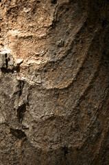 Wall Mural - Abstract patterns on maple bark formed by light and shadow on whorled ridges