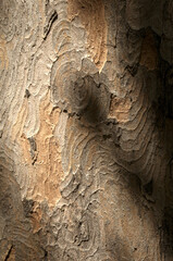 Wall Mural - Abstract patterns on maple bark formed by light and shadow on whorled ridges