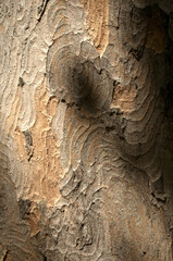 Wall Mural - Abstract patterns on maple bark formed by light and shadow on whorled ridges
