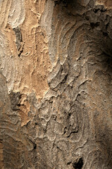 Wall Mural - Abstract patterns on maple bark formed by light and shadow on whorled ridges