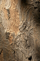 Wall Mural - Abstract patterns on maple bark formed by light and shadow on whorled ridges