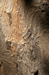 Wall Mural - Abstract patterns on maple bark formed by light and shadow on whorled ridges
