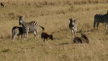 Baby Zebra Chasing Blesbok, Plains Zebra In Natural Habitat, South Africa