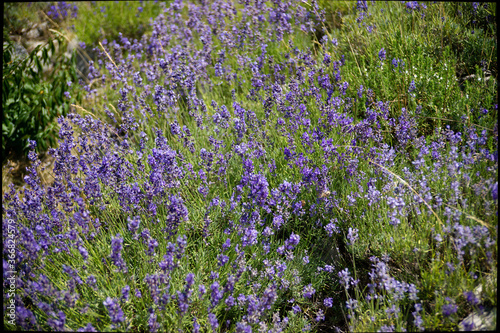 Cuadros en Lienzo Closeup image of lavender blooming in provence near groudon