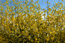 Yellow Wildflowers In Pasture