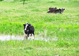 Poster - Cows in Flooded Pasture