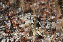 Blainsville's Horned Lizard Amongst The Dry Grass And Camouflage Sticks And Leaves