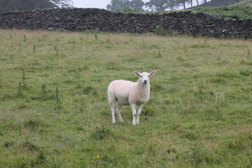 Single Sheep