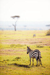 Poster - Zebras in safari park