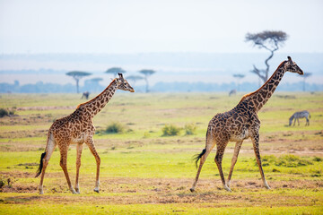 Wall Mural - Giraffes in safari park