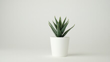 Minimal Plant Pot For Decoration And Mock Up . Decorative Cactus Potted.