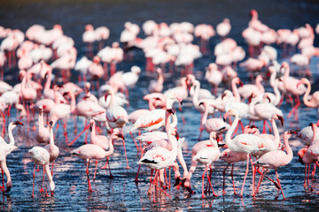 flock of flamingos