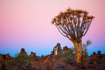Wall Mural - Quiver tree forest in Namibia