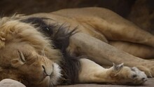Male Lion Sleeping In The Breeze Pan From Paws To Head