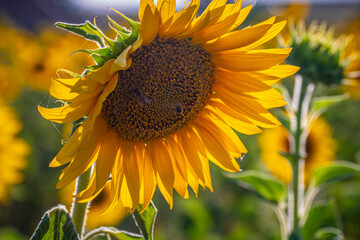 Close up of sunflowers in the Provence France - travel photography